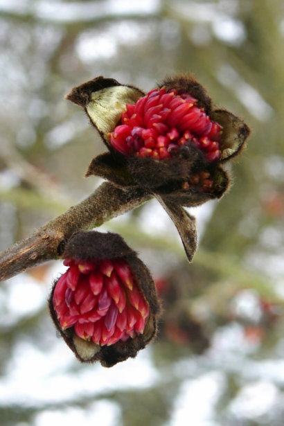 Parrotia persica Белла квітка
